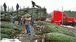 When Is the Best Time to Buy a Christmas Tree and Save Money?