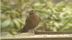 Urban Birds