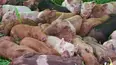 Baby Animals and Friends