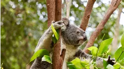 Baby Animals: Koala, Micro-Piglets, Giraffe, Wombat