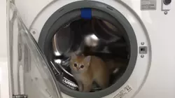 Cutest Kittens