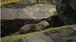 Chungungo: The World's Smallest Otter