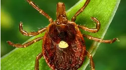 New Jersey man dies of tick-induced meat allergy
