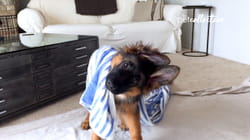 Pet Obsessed | Pets After Dark