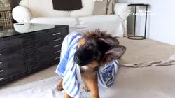 Pets After Dark