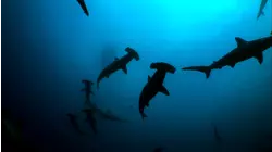 Under the Sea