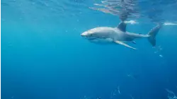 Sharks