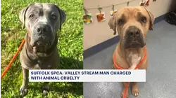 Suffolk SPCA: Valley Stream man charged with animal cruelty