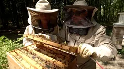 Couple Behind Lomar Farms on Importance and Joy of Beekeeping