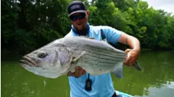 Southern Stripers