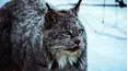 World's Wildest City: Anchorage