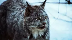 City Lynx