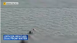 Jersey shore officer braves bay waters to rescue injured dog