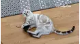Best Pets of the Month
