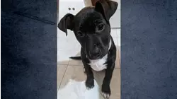 Magnificent Beast