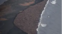 The Dark Pyramid