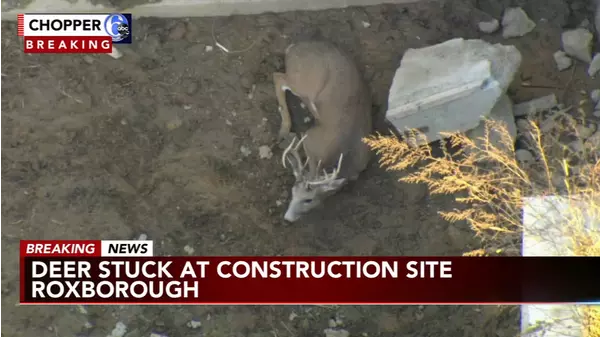 Deer Rescued After Falling Down Into Roxborough Construction Site ...