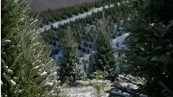 Western NC's tree farms see resurgence one year after Helene