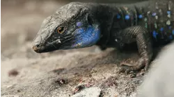 Reptiles