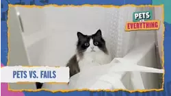 Pets VS. Everything | Pets VS. Fails