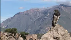Colca Canyon, Peru featuring Nestor Torres