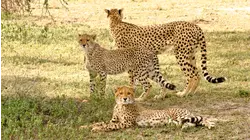 Cheetah Speed Trap