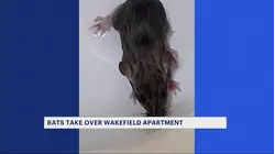 'They ate right through the Sheetrock.' Wakefield woman says rats have taken over her apartment