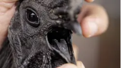 Why Ayam Cemani Chickens Are So Expensive