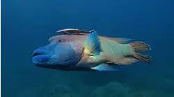 Barrier Reefs
