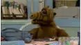 ALF