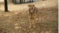 Dog Tales Rescue
