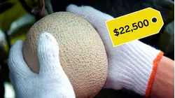 Why Japanese Melons Are So Expensive