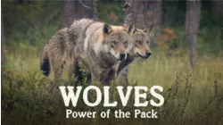 Wolves - Power of the Pack