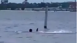 Video Shows Chilling Shark Attack of Florida Navy Base Employee