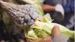 Why Huitlacoche (Corn Smut) is So Expensive