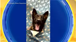 K-9 wrapping paper challenge