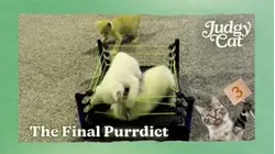 Judgy Cat | The Final Purrdict