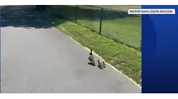 Mama duck and ducklings saved after getting trapped in Westport storm drain