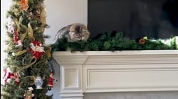 Christmas Cat Tips | Pet Pointers