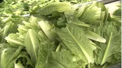 Taylor Farms suspends production of iceberg lettuce in Mexico