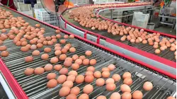 Cyclospora Outbreak Expands; Eggs Recalled Over Salmonella
