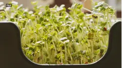 E. coli and salmonella outbreak may be linked to alfalfa sprouts