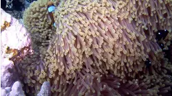 The Underwater City