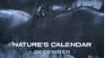 January (Nature's Calendar)