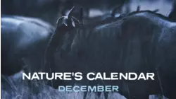 January (Nature's Calendar)