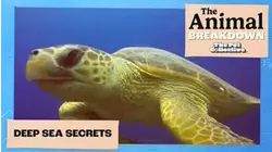 The Animal Breakdown | Deep Sea Secrets