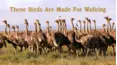These Birds Are Made For Walking