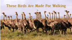 These Birds Are Made For Walking