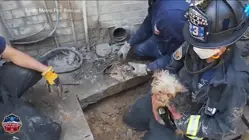 America Strong: Colorado firefighters rescue family's dog trapped under deck
