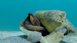 TPC That's My Pet | Fishes
